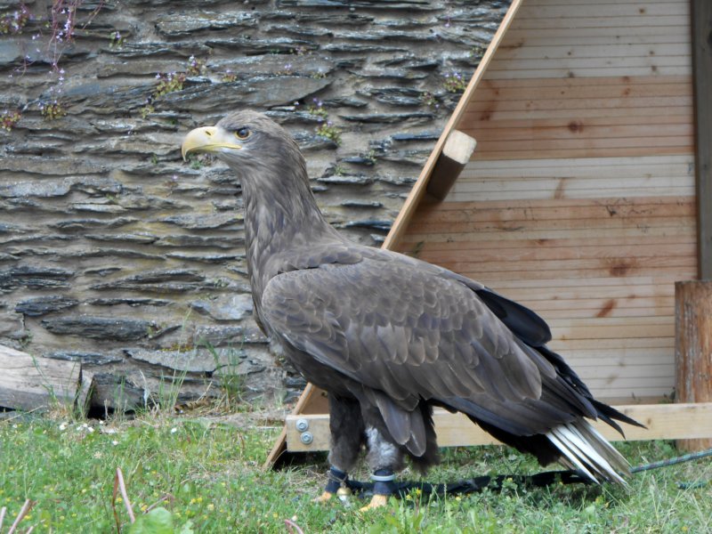 larochelechateauroofvogelshow4.jpg