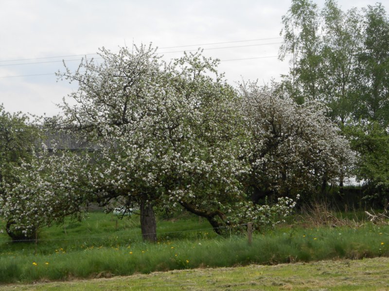 wandelingnisramont20.jpg