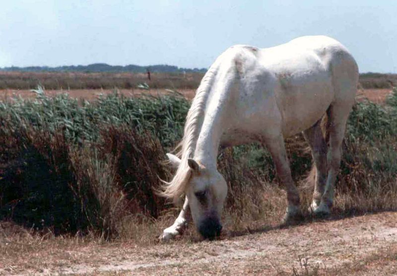 luberonmallemortecamarque4.jpg