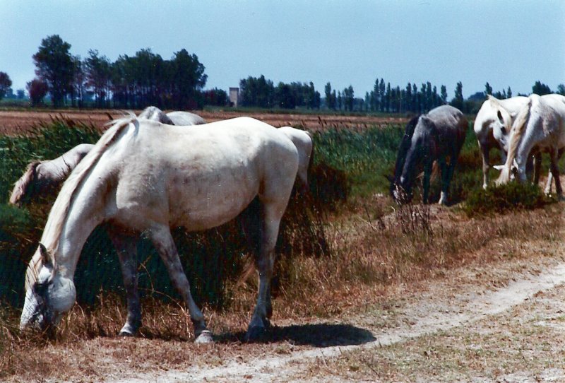 luberonmallemortecamarque6.jpg