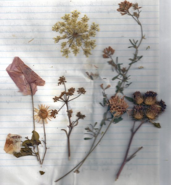 gedroogdebloemen.jpg