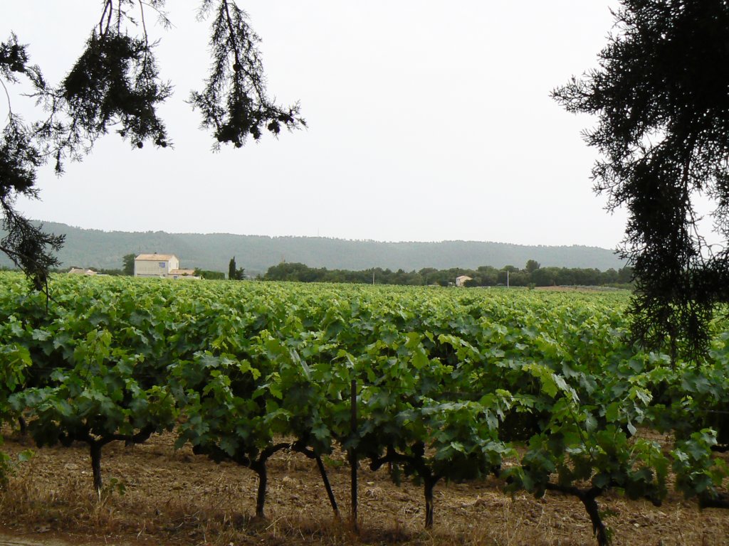 cucuronuitzichtopvignoble.jpg