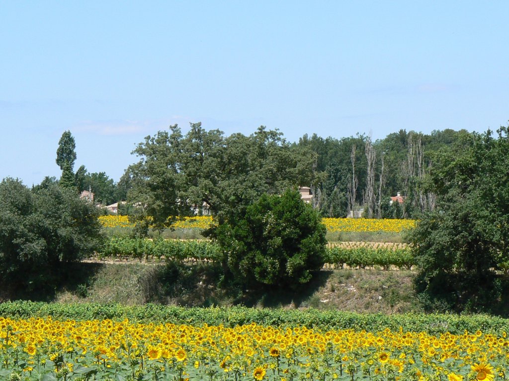 wandelingtournesolveld.jpg