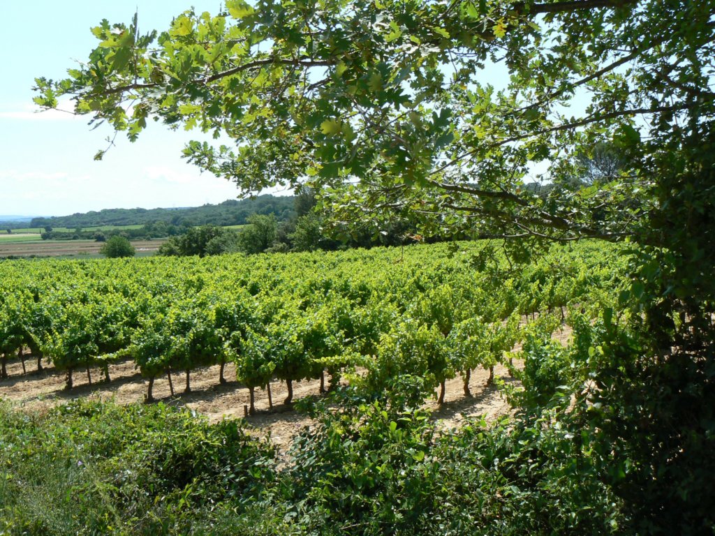 wandelingvignobles.jpg